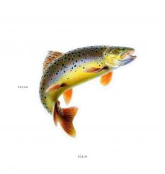 Aufkleber Bachforelle 