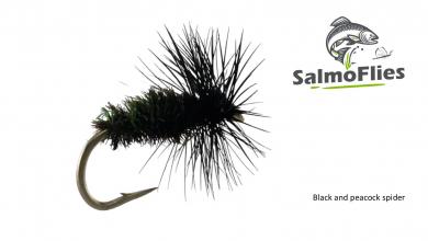 Black and peacock spider 12