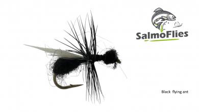 Black  flying ant 12