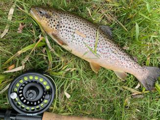 Fliegenfischen am Weißen Regen 