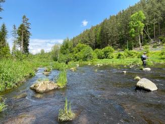 Fliegenfischen an der Moldau, CZ 